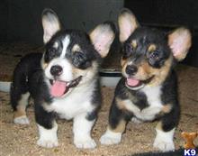 Pembroke Welsh Corgi